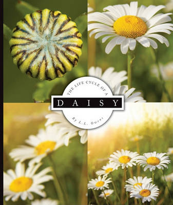 Book cover for The Life Cycle of a Daisy