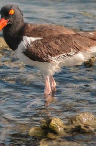 Cover of American Oystercatcher on the Florida Coast, Birds of the World