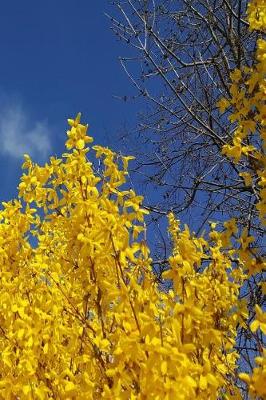 Cover of 2019 Weekly Planner Forsythia Against Pretty Sky 134 Pages