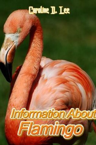 Cover of Information About Flamingo