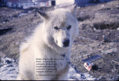Cover of Husky Dogs and Views in the Nain - Nunatsiavut, Labrador Wilderness, Newfoundland and Labrador Province of Canada 1965-66