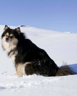 Book cover for Finnish Lapphund