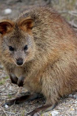 Book cover for Cute Little Quokka Standing Around