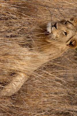 Book cover for A Lion on the Prowl in the Tall Grass, for the Love of Animals