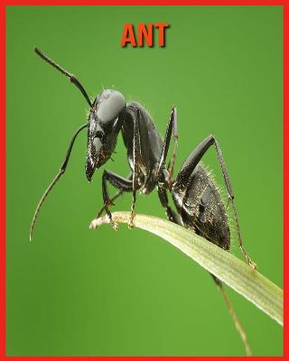 Book cover for Ant