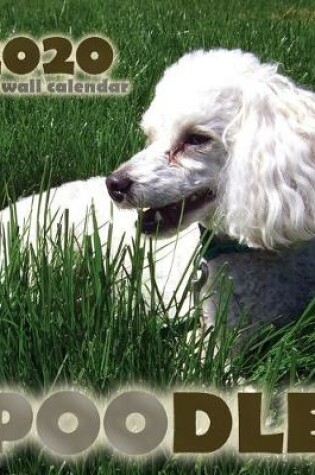 Cover of Poodle 2020 Mini Wall Calendar