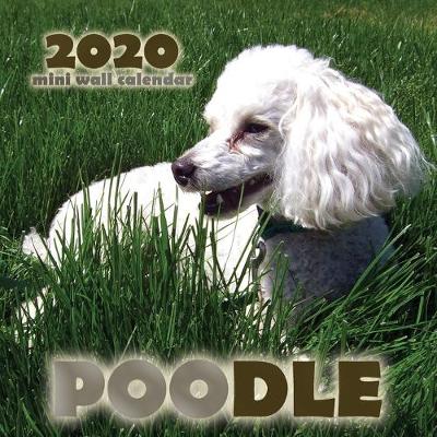 Book cover for Poodle 2020 Mini Wall Calendar