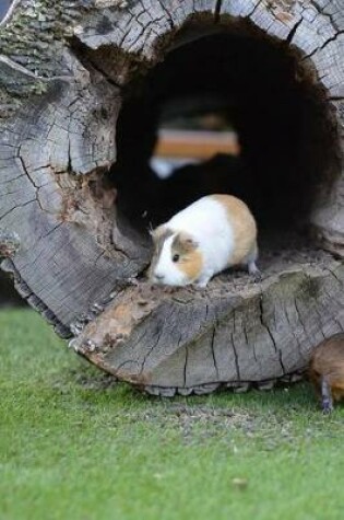 Cover of Tan and White Guinea Pig Animal Journal