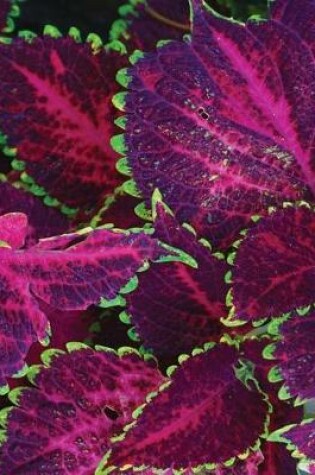 Cover of Purple Coleus Sketchbook