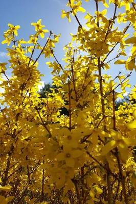 Cover of Journal Forsythia Bush Yellow Flowers Blue Sky