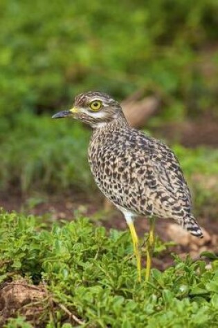 Cover of Spotted Thick-Knee Journal