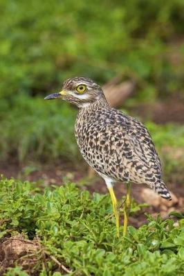 Book cover for Spotted Thick-Knee Journal