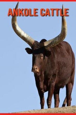 Cover of Ankole Cattle