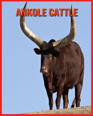 Book cover for Ankole Cattle