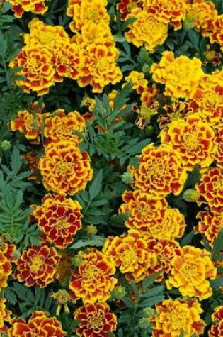 Cover of Marigold Flowers Blooming in Germany