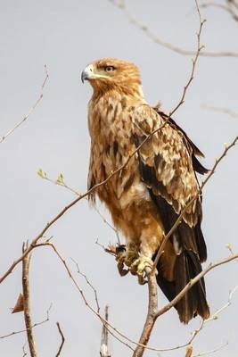 Book cover for Tawny Eagle Journal