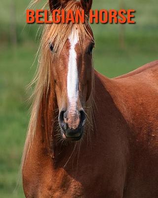 Book cover for Belgian Horse