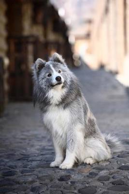 Book cover for The Grey Samoyed Dog Journal