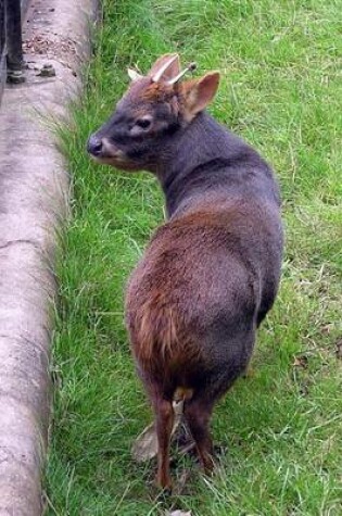 Cover of A Southern Pudu, for the Love of Animals