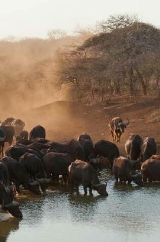 Cover of Buffalo at a Watering Hole in South Africa