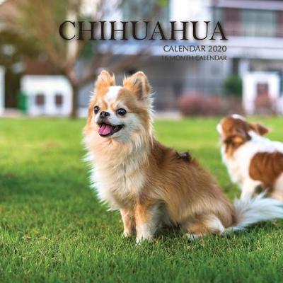 Book cover for Chihuahua Calendar 2020