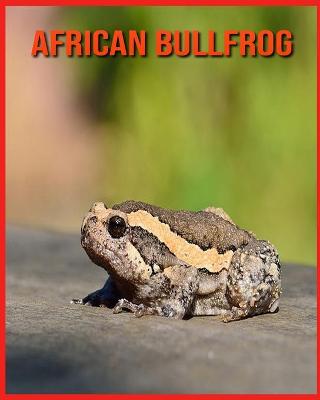 Book cover for African Bullfrog