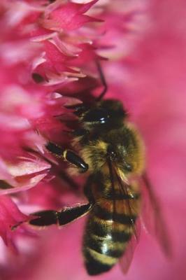 Book cover for Bee on a Pink Dahlia Flower Journal