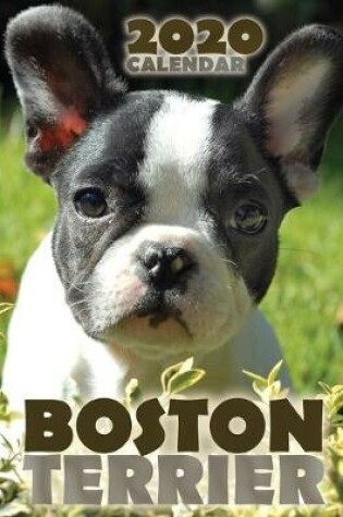 Cover of Boston Terrier 2020 Calendar