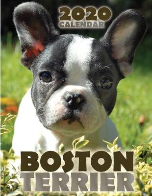 Book cover for Boston Terrier 2020 Calendar