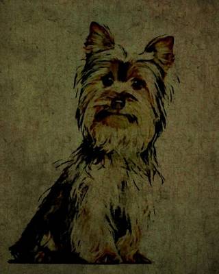 Book cover for Yorkshire Terrier