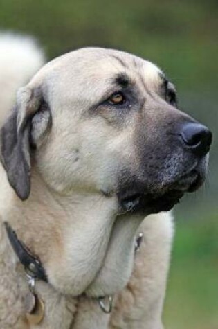 Cover of The Anatolian Shepherd Dog Journal