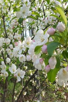 Book cover for Springtime Journal Flowering Tree Branches