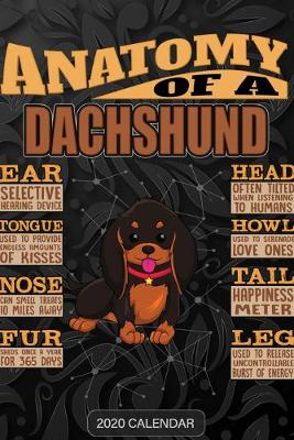 Book cover for Anatomy Of A Dachshund