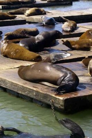 Cover of Harbor Seals on the Dock in San Francisco, California