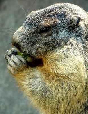 Book cover for Portrait of an Alpine Marmot Eating a Snack Journal