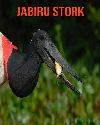 Book cover for Jabiru Stork