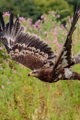 Book cover for Steppe Eagle in Flight, Birds of the World