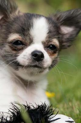 Book cover for Chihuahua Puppy Smiling Journal