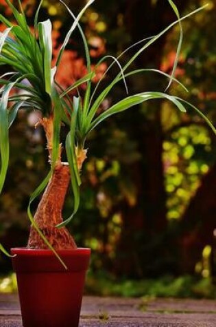 Cover of Ponytail Palm Plant in a Pot