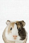 Book cover for Cute Animal Composition Book Guania Pig