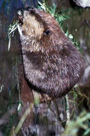 Cover of A Beaver at Water's Edge in Montana