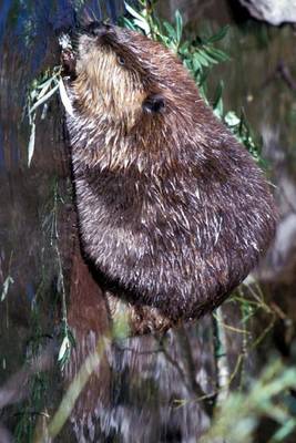 Book cover for A Beaver at Water's Edge in Montana