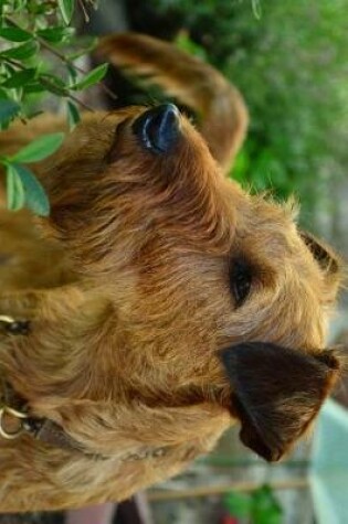 Cover of Irish Terrier in the Garden Journal