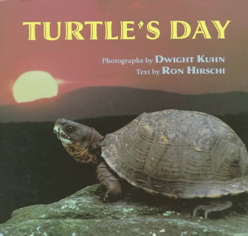 Book cover for Turtle's Day
