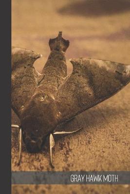 Book cover for Gray Hawk Moth