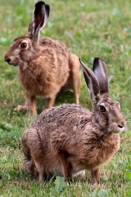 Book cover for Two Hares in a Field Animal Journal