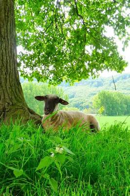 Book cover for A Sheep Under a Tree