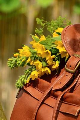 Book cover for Backpack and Flowers in the Park