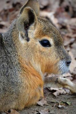 Book cover for Website Password Organizer Patagonian Mara Hare Profile