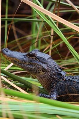 Book cover for Baby Alligator in the Florida Swamp Journal